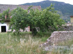 Albero nel Cortile