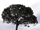 Pino