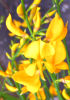 Fiore di ginestra