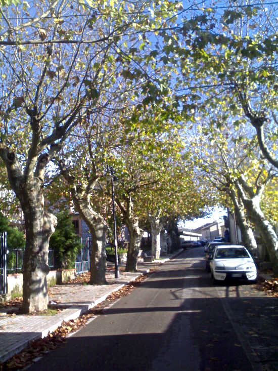 Viale dei Platani