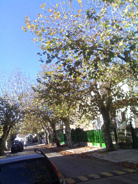 Viale dei Platani