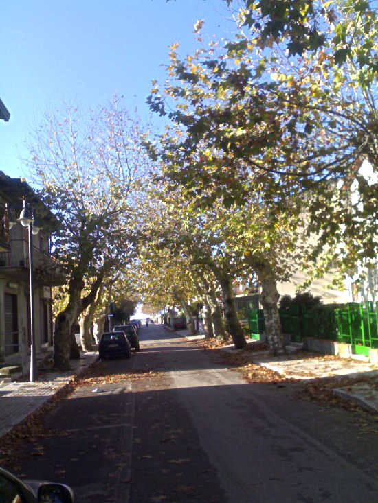Viale dei Platani