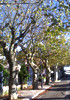 Viale dei Platani